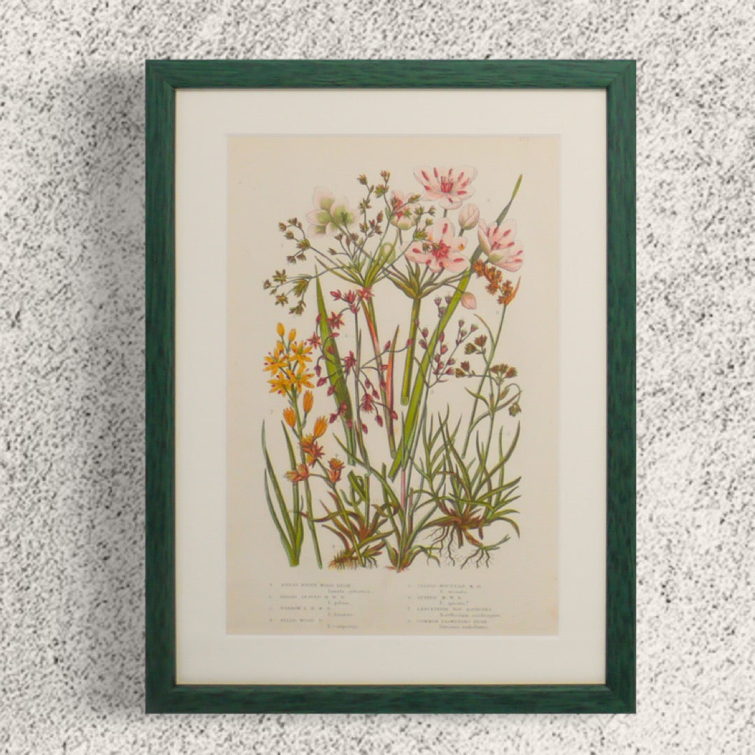 Set of Original Green Antique Botanicals Prints