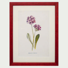 Load image into Gallery viewer, Red Antique Botanicals - More Options Available
