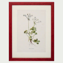 Load image into Gallery viewer, Red Antique Botanicals - More Options Available
