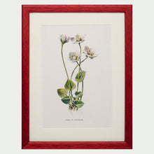 Load image into Gallery viewer, Red Antique Botanicals - More Options Available

