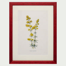 Load image into Gallery viewer, Red Antique Botanicals - More Options Available
