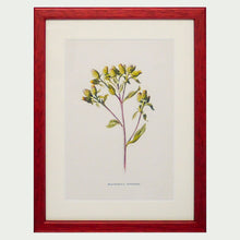 Load image into Gallery viewer, Red Antique Botanicals - More Options Available
