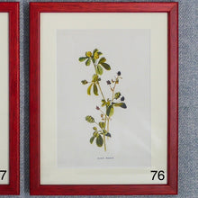 Load image into Gallery viewer, Red Antique Botanicals - More Options Available
