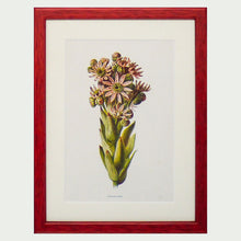 Load image into Gallery viewer, Red Antique Botanicals - More Options Available
