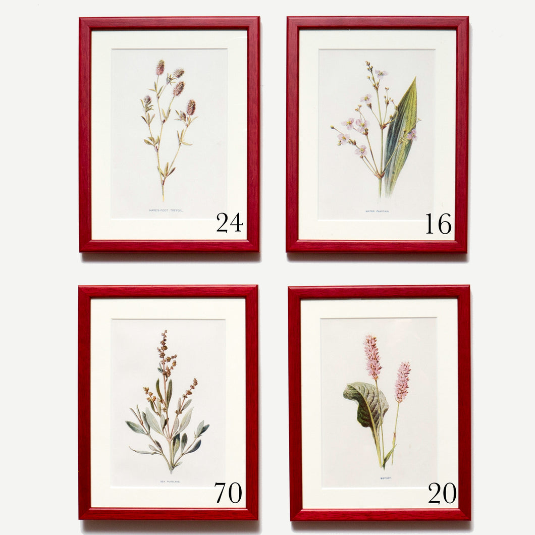 Red Antique Botanicals (Pink Flowers) - More Options Available