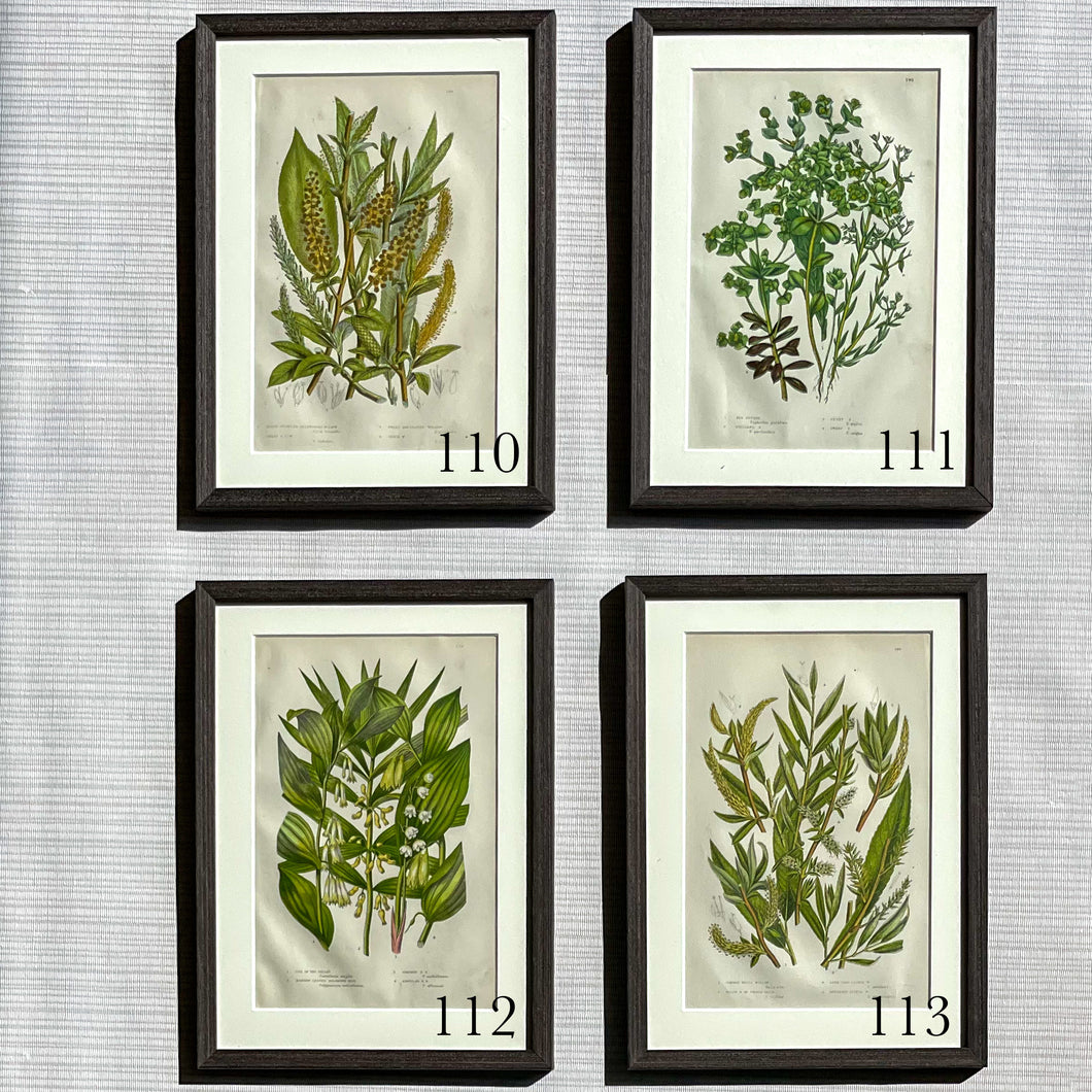 Brown Antique Botanicals - More Options Available