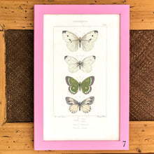Load image into Gallery viewer, Pink Antique Butterflies &amp; Moths - More Options Available
