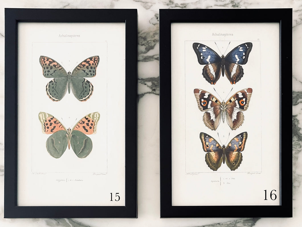 Black Antique Butterflies - More Options Available