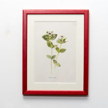 Load image into Gallery viewer, Red Antique Botanicals - More Options Available
