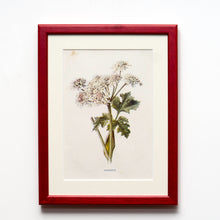 Load image into Gallery viewer, Red Antique Botanicals - More Options Available
