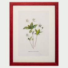 Load image into Gallery viewer, Red Antique Botanicals (White Flowers) - More Options Available
