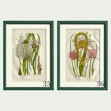 Load image into Gallery viewer, Green Antique Botanicals - More Options Available
