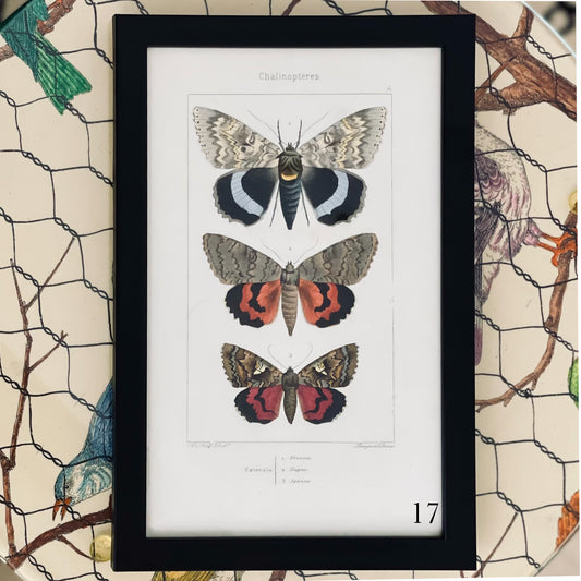 Original Black Antique Butterflies