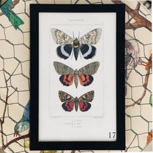 Load image into Gallery viewer, Black Antique Butterflies - More Options Available
