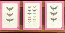 Load image into Gallery viewer, Pink Antique Butterflies &amp; Moths - More Options Available
