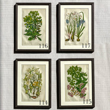 Load image into Gallery viewer, Brown Antique Botanicals - More Options Available
