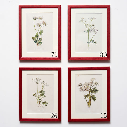 Original Red Antique Botanicals (White Flowers)