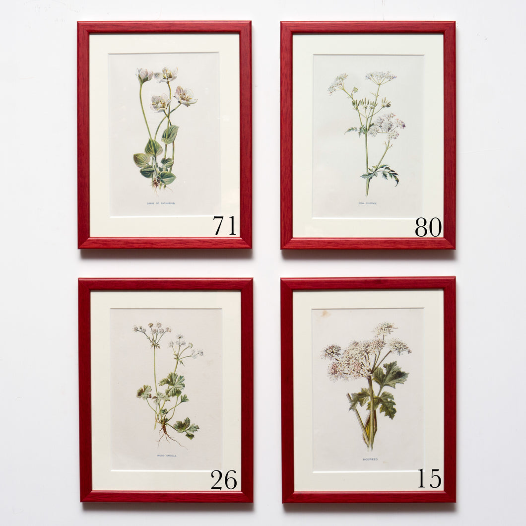 Red Antique Botanicals (White Flowers) - More Options Available