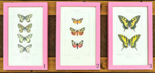 Load image into Gallery viewer, Pink Antique Butterflies &amp; Moths - More Options Available

