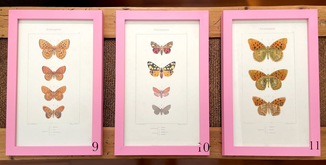 Pink Antique Butterflies & Moths - More Options Available