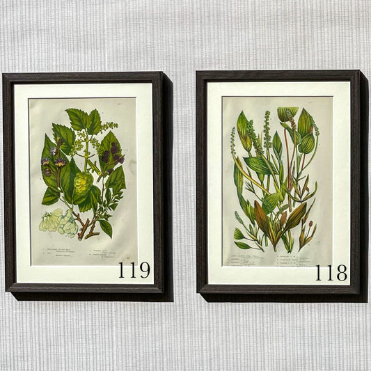 Original Brown Antique Botanicals